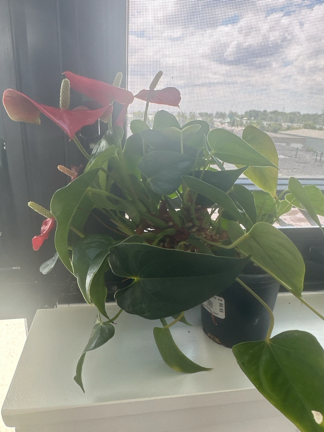 Anthurium Plant