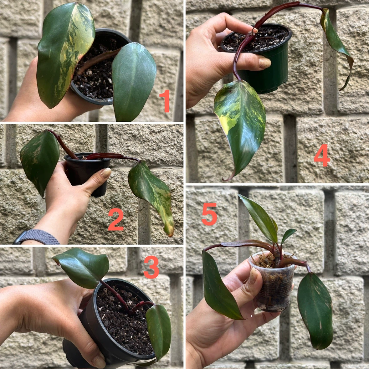 Philodendron Strawberry Shake Plants