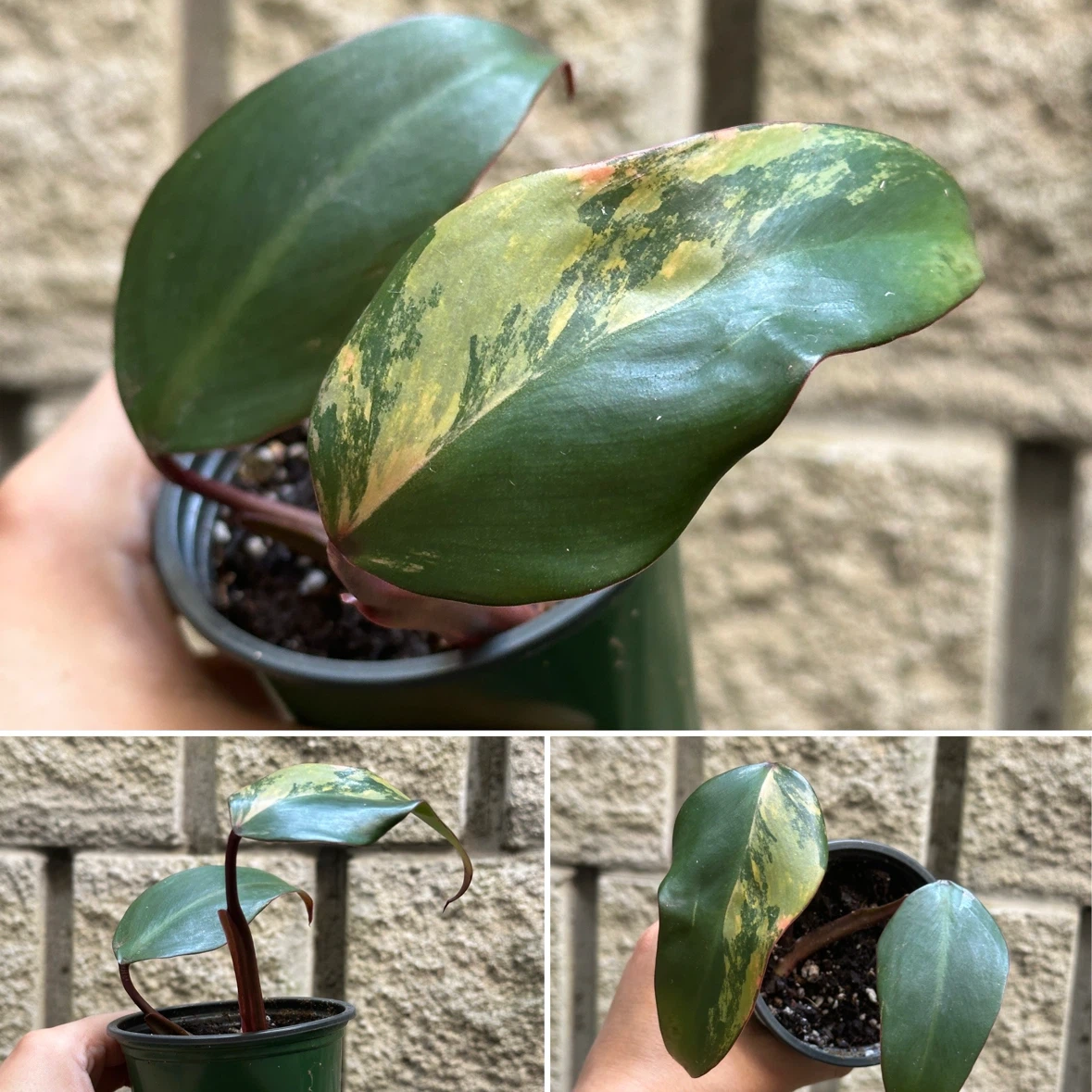 Philodendron Strawberry Shake Plants - photo 2