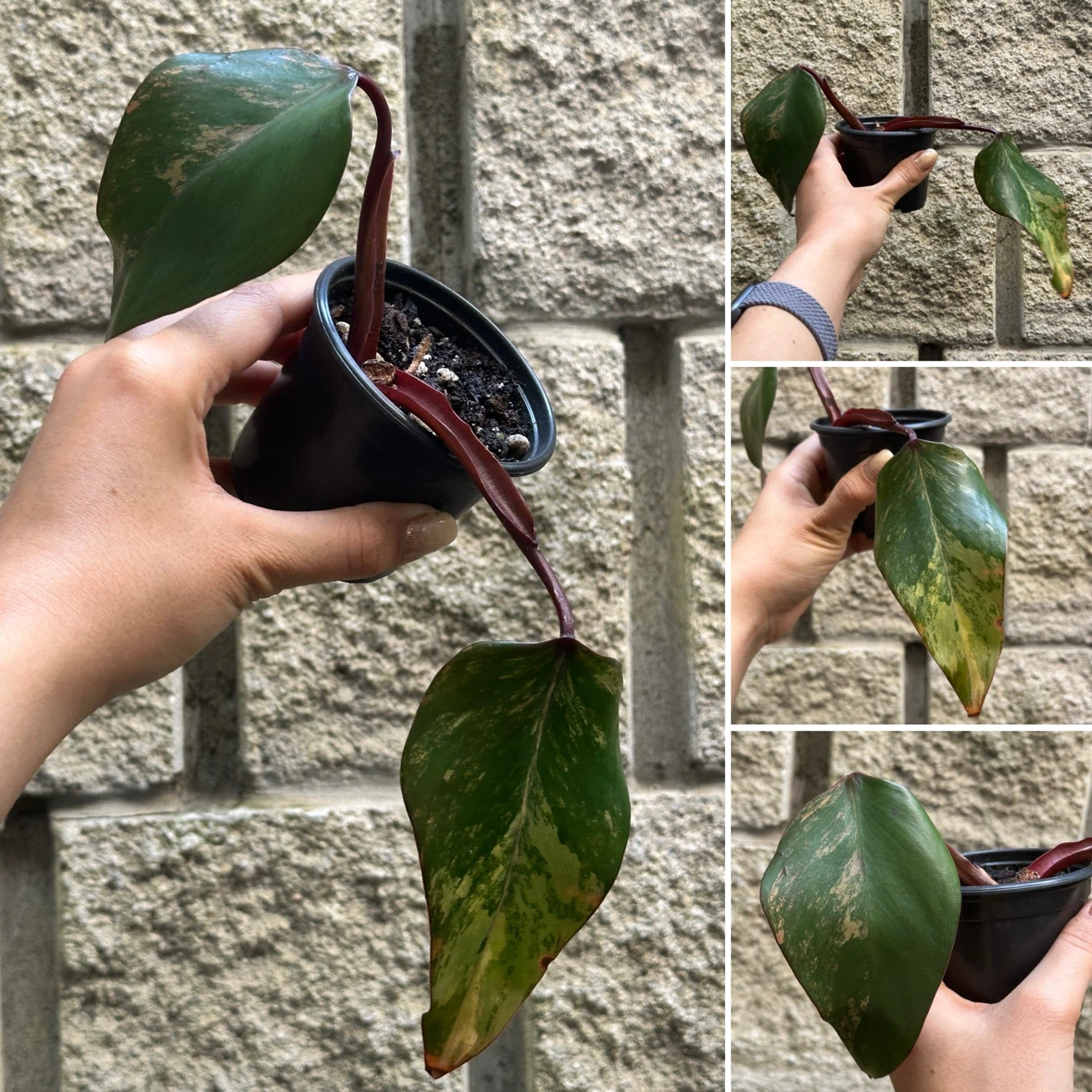 Philodendron Strawberry Shake Plants - photo 3