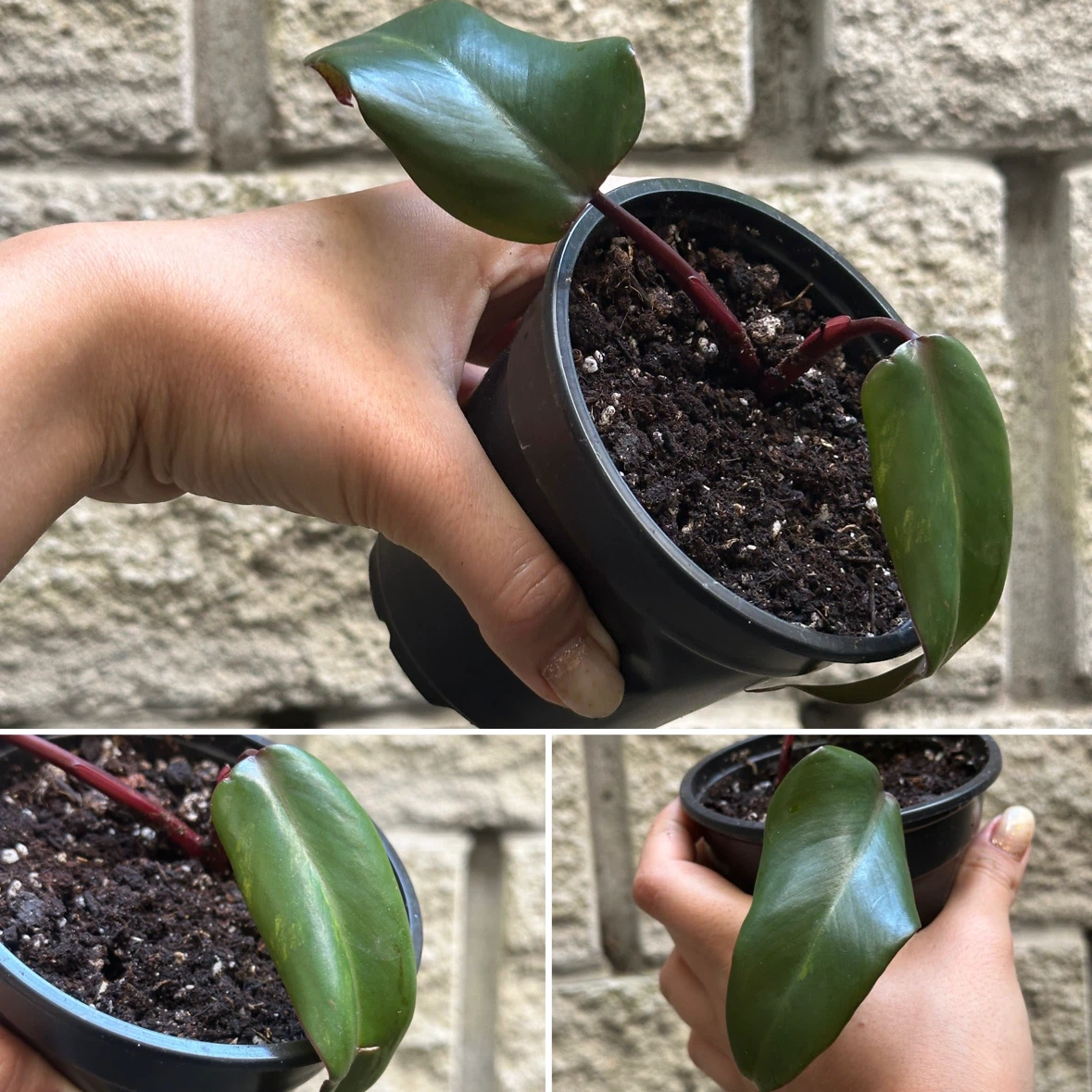 Philodendron Strawberry Shake Plants - photo 4