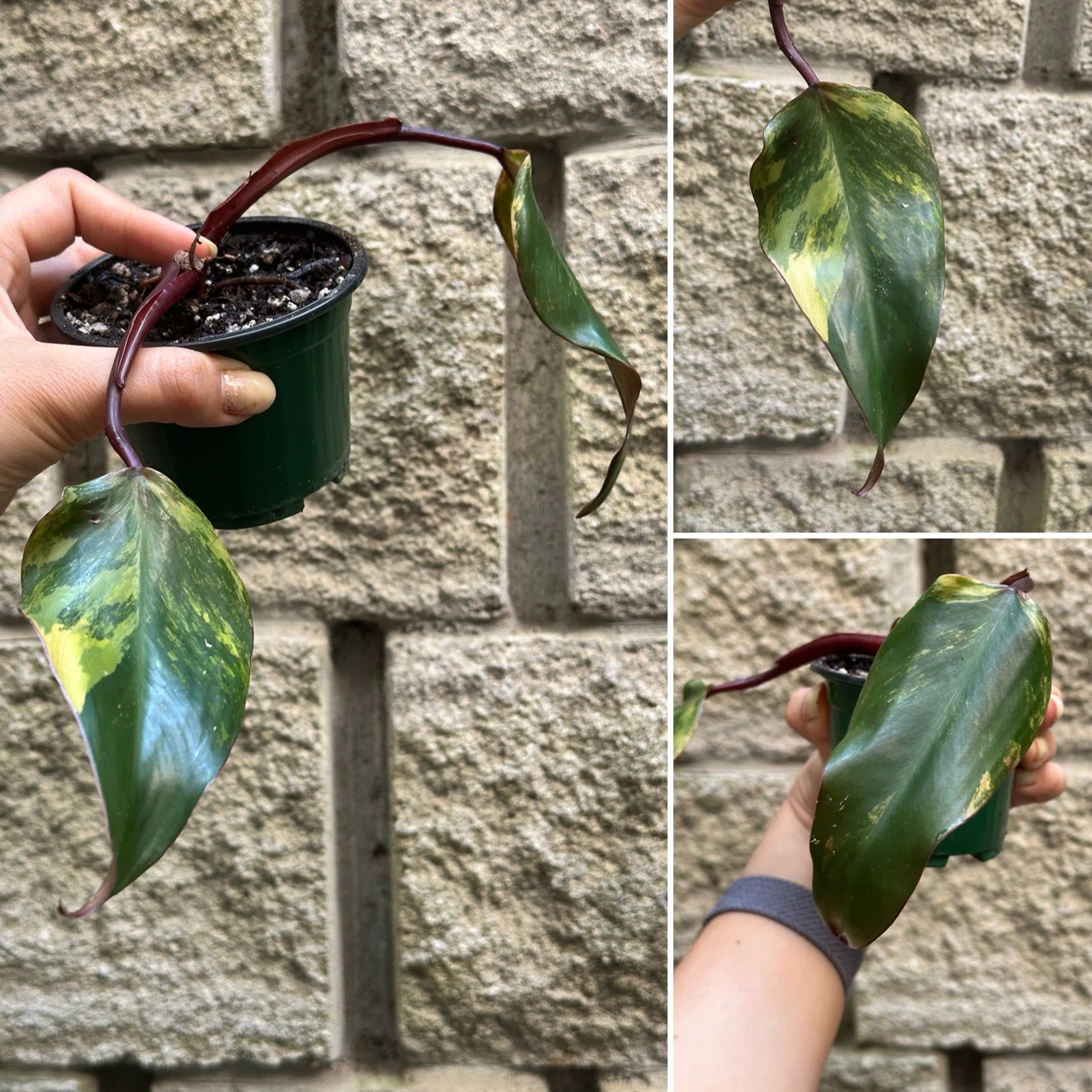 Philodendron Strawberry Shake Plants - photo 5