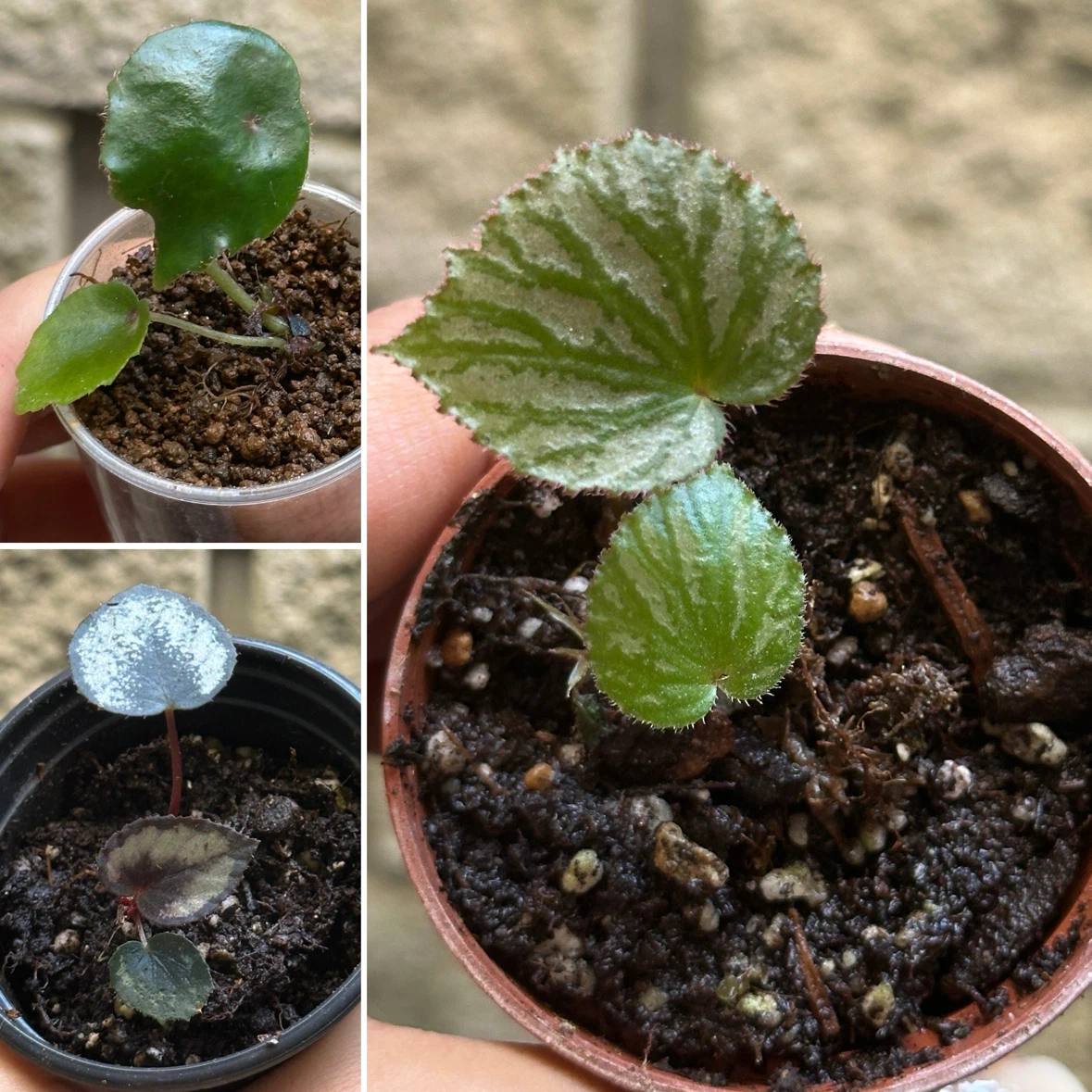 Begonia Plant Bundle