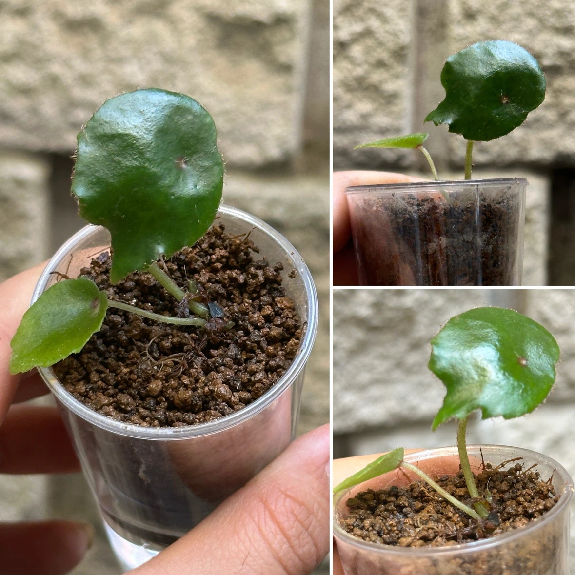 Begonia Plant Bundle - photo 2