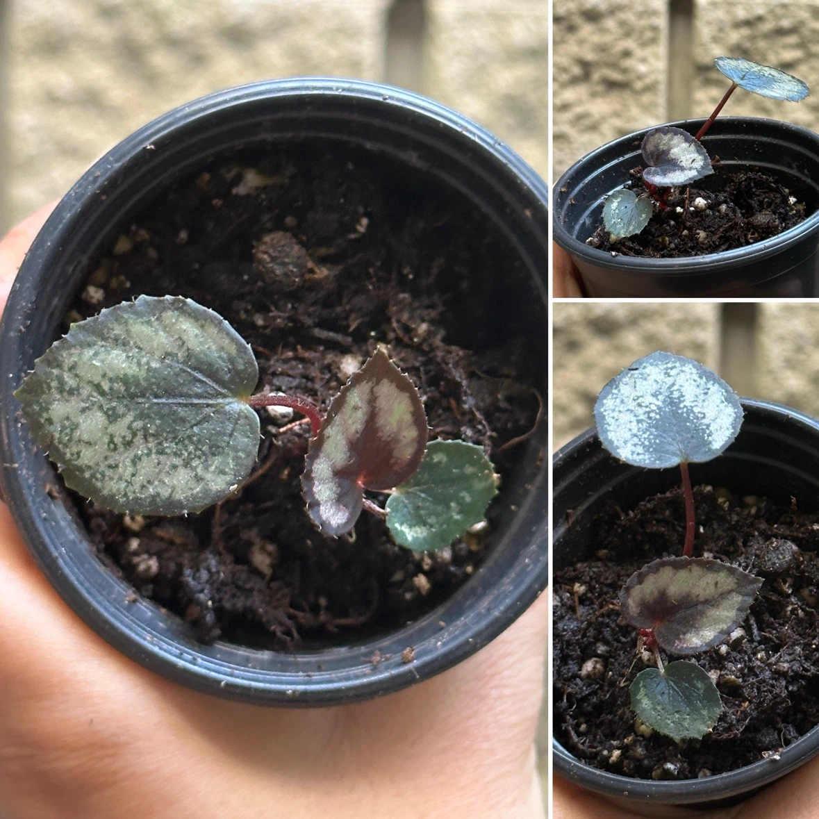 Begonia Plant Bundle - photo 3