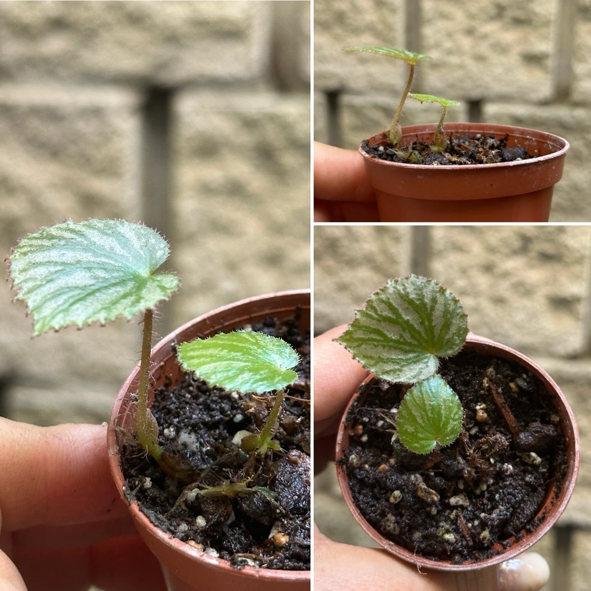 Begonia Plant Bundle - photo 4