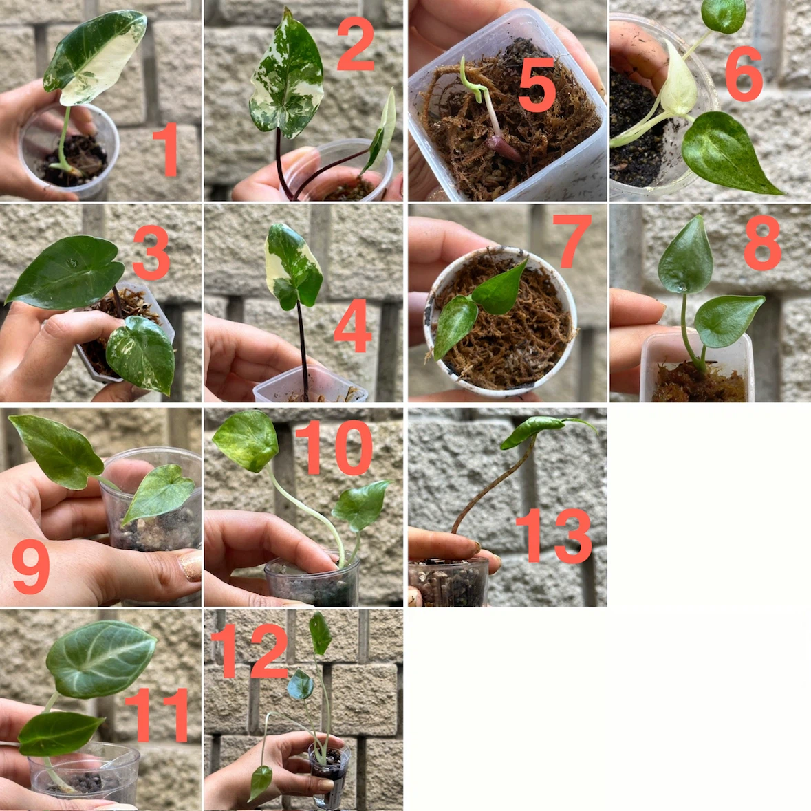 Alocasia Plants