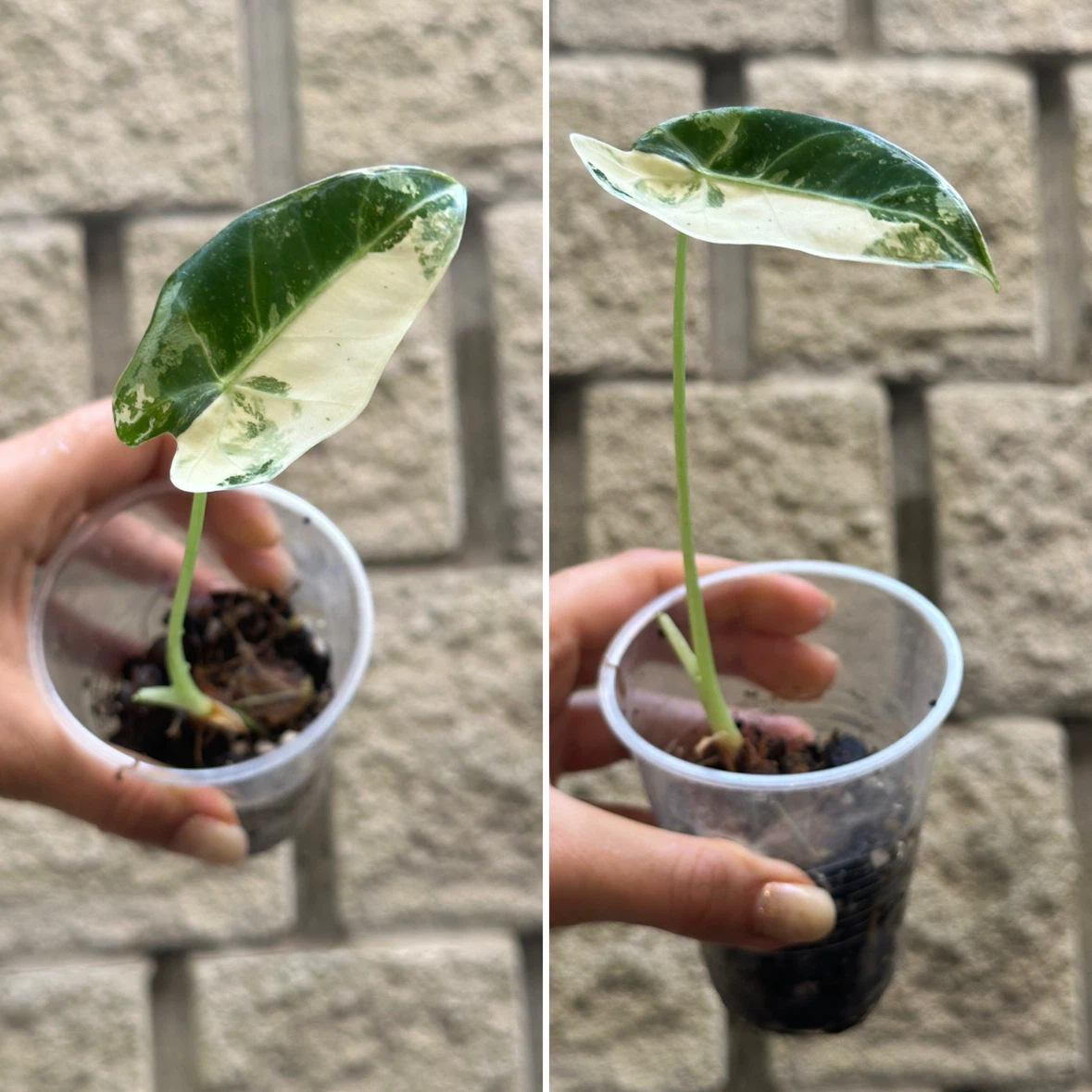 Alocasia Plants - photo 2