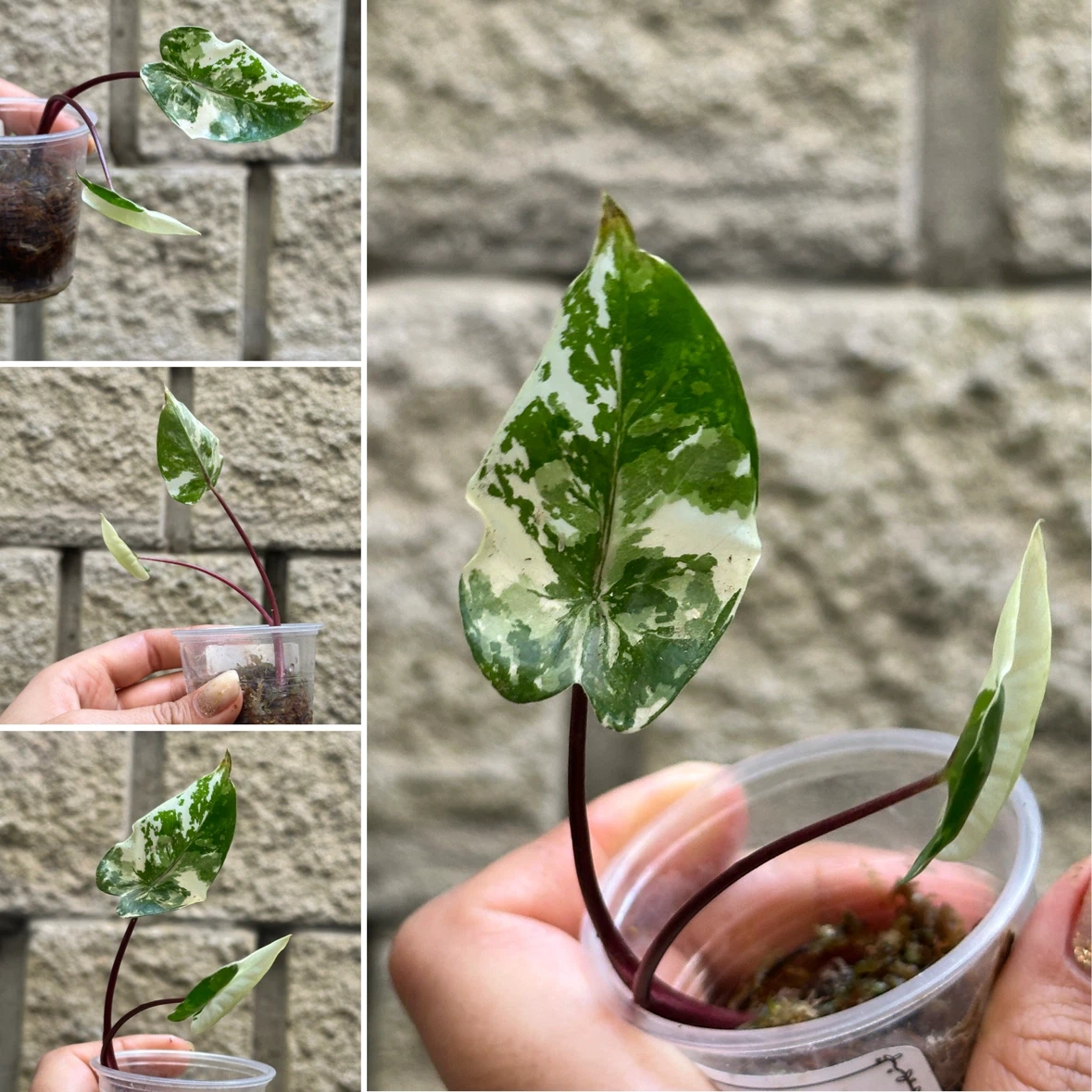 Alocasia Plants - photo 3