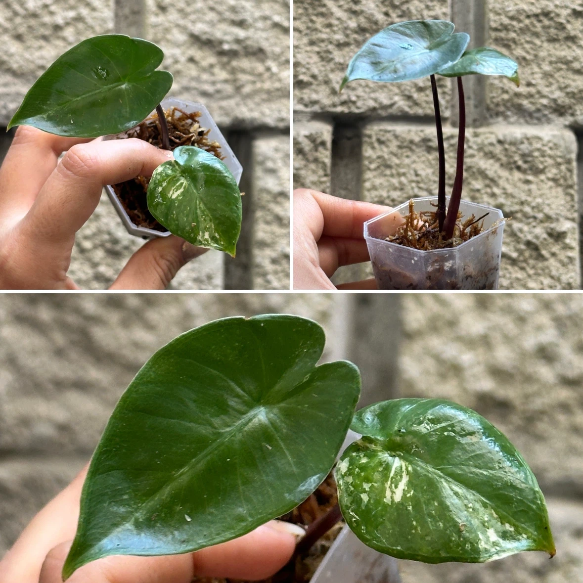 Alocasia Plants - photo 4