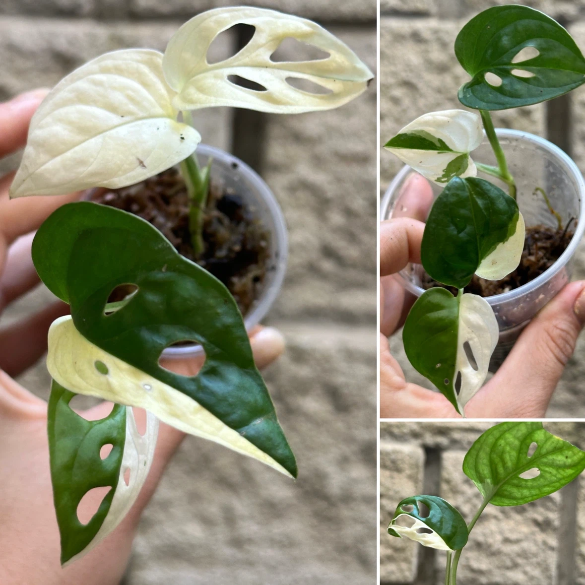 Monstera Adansonii Albo / Japanese Tricolor Plant