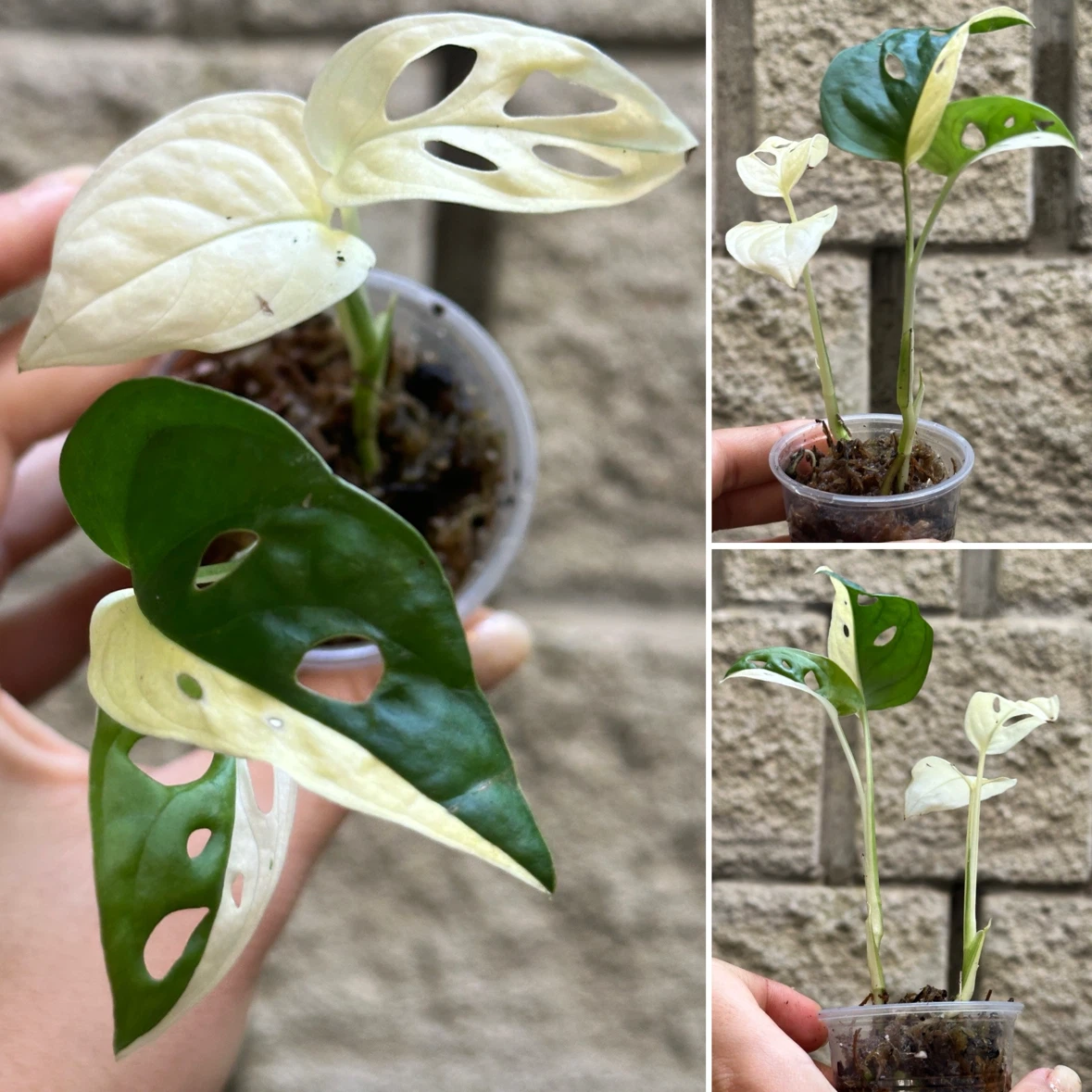 Monstera Adansonii Albo / Japanese Tricolor Plant - photo 2