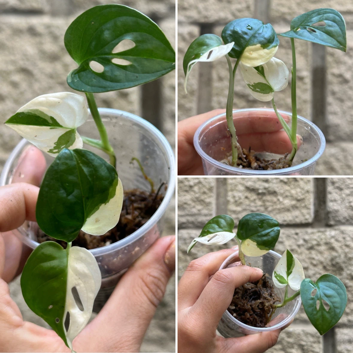 Monstera Adansonii Albo / Japanese Tricolor Plant - photo 3