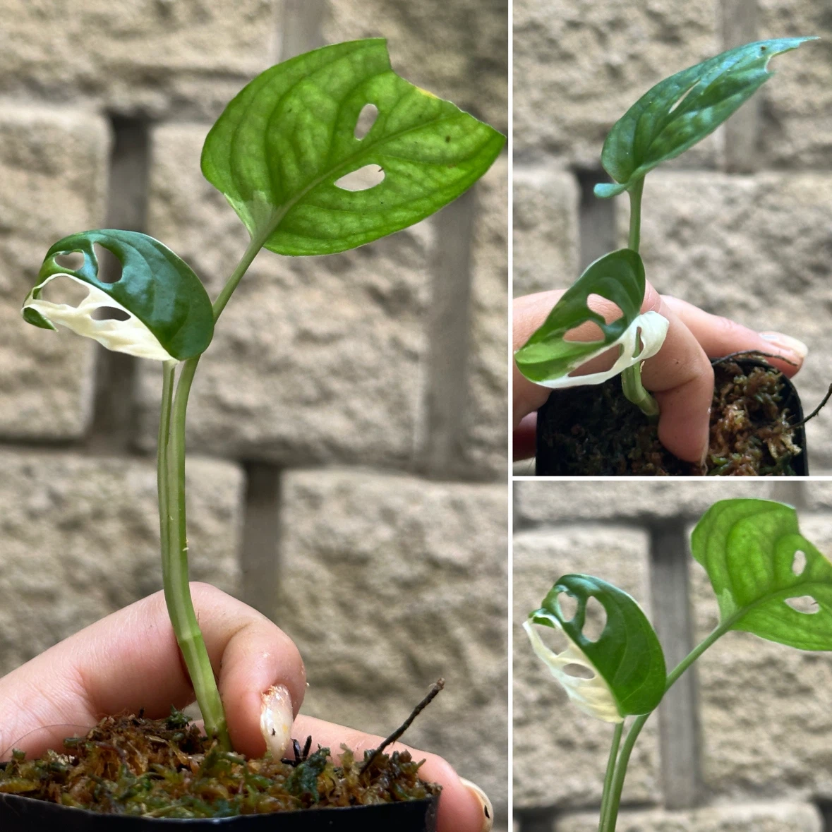 Monstera Adansonii Albo / Japanese Tricolor Plant - photo 4