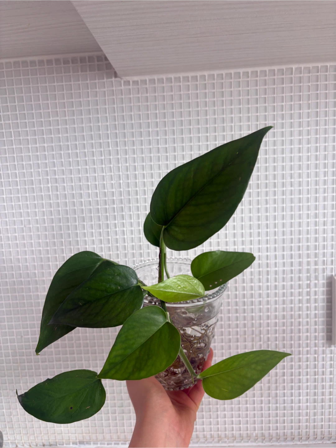 Scindapsus (Pothos) + Glass Vase