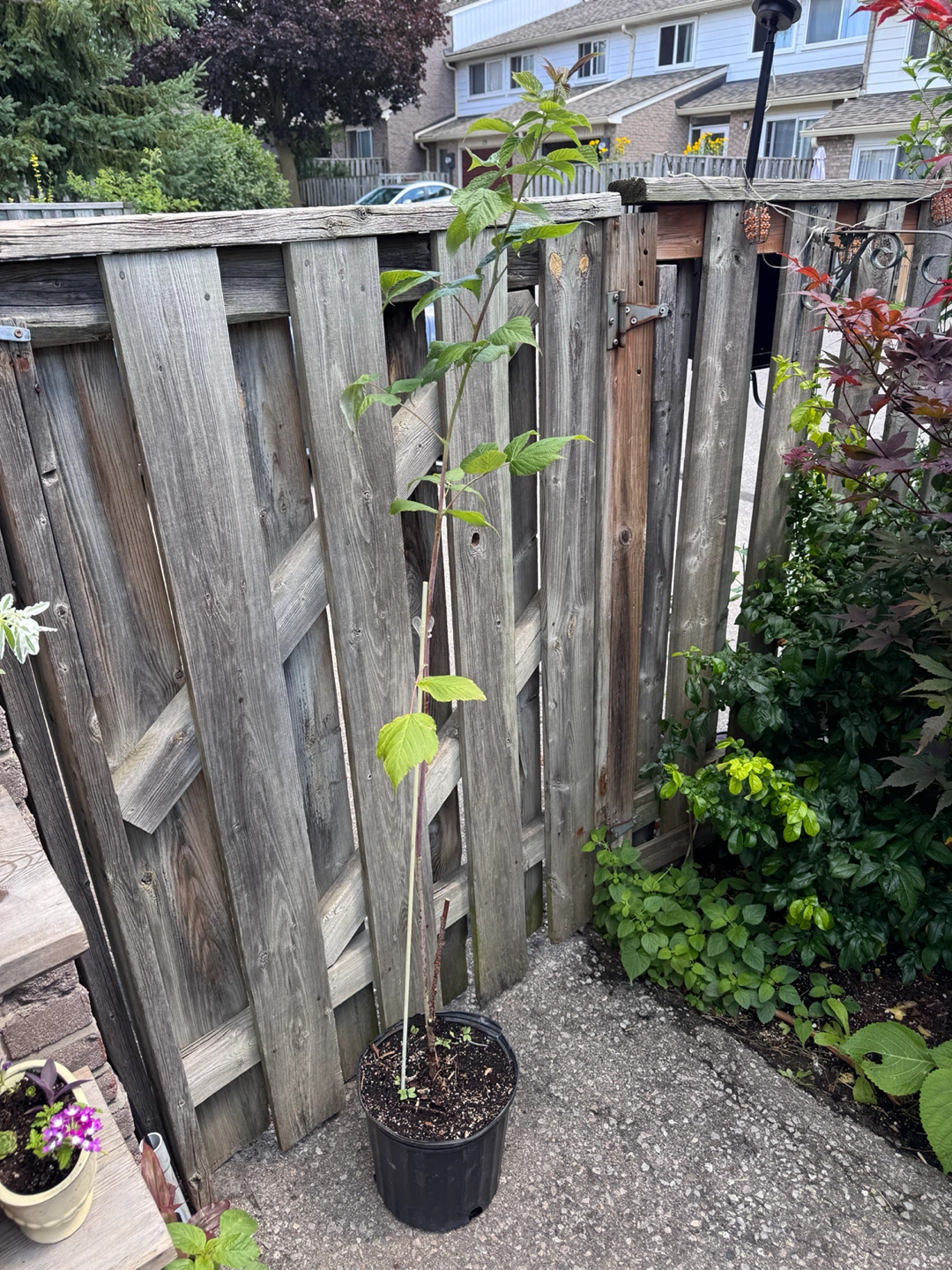Raspberry Plant (Over 1 meter tall)