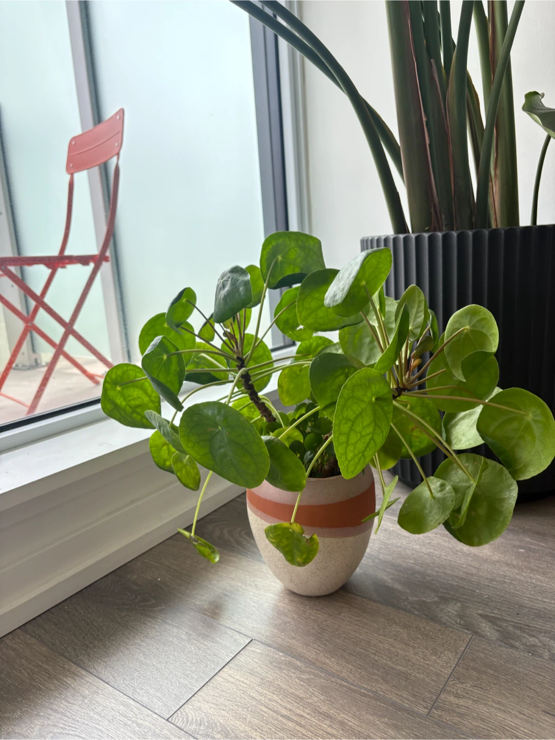 Healthy Peperomia Plant + Clay Pot
