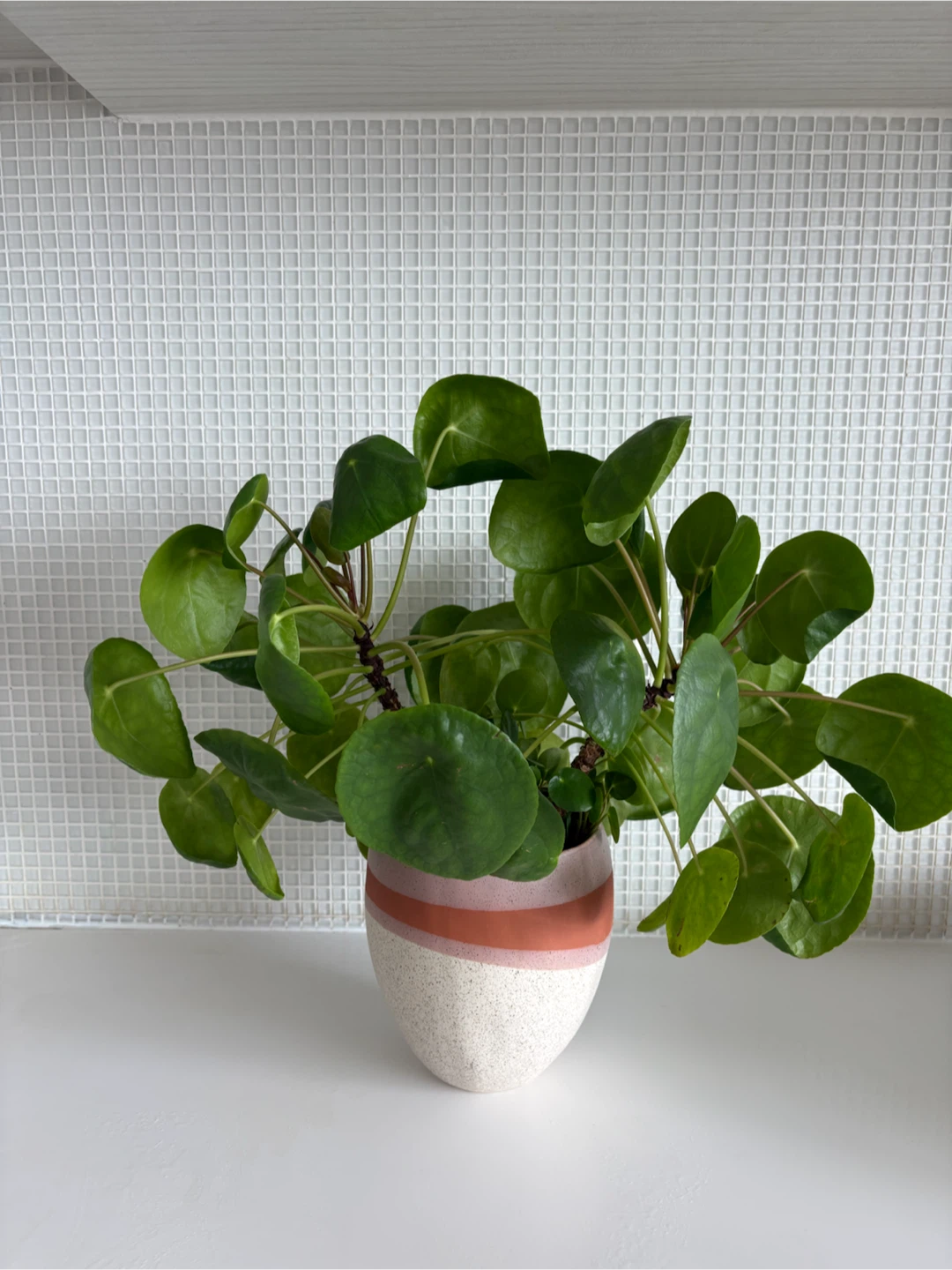 Healthy Peperomia Plant + Clay Pot - photo 2