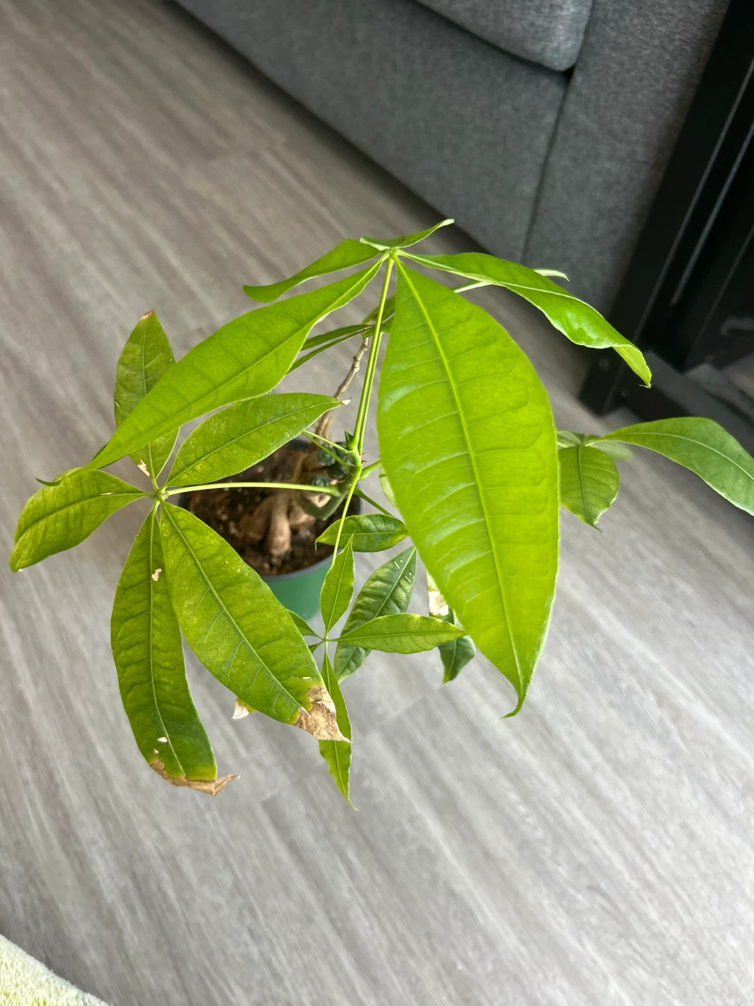 Money Tree Plant - photo 2