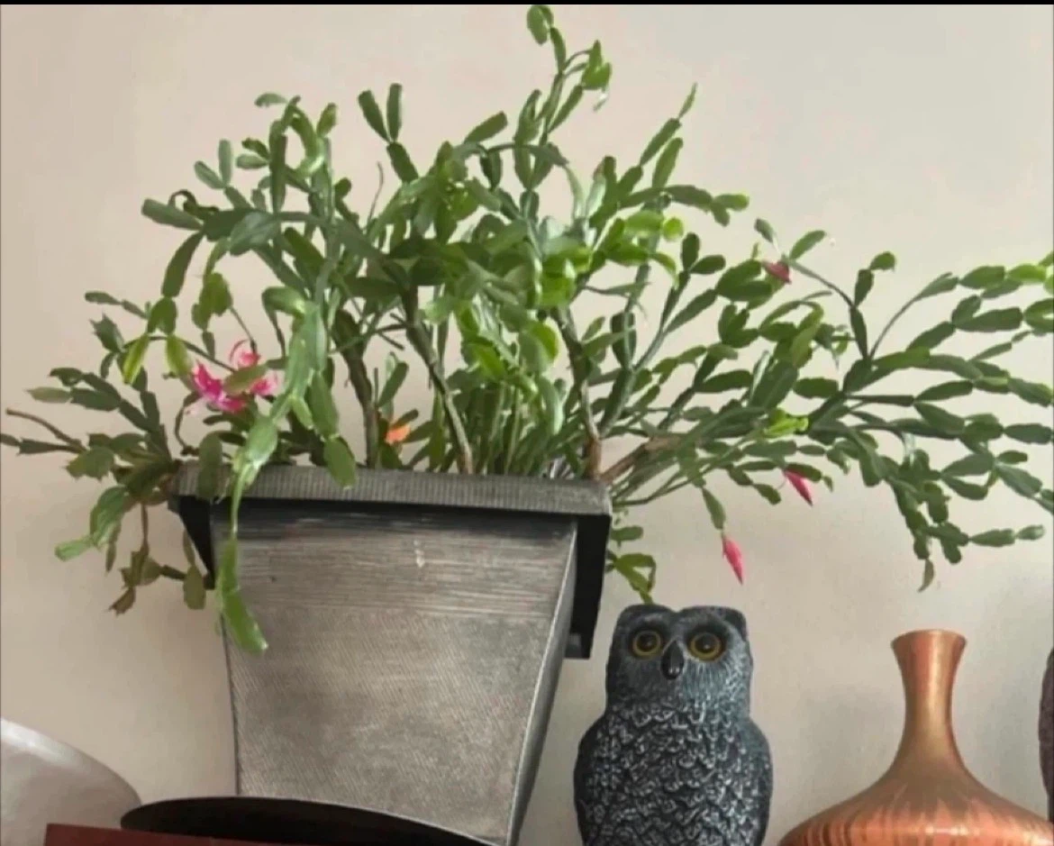 Potted Christmas Cactus with Pink Flowers