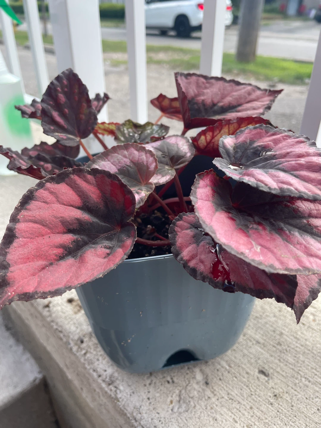 Mixed Begonia Planter – Two Beautiful Varieties