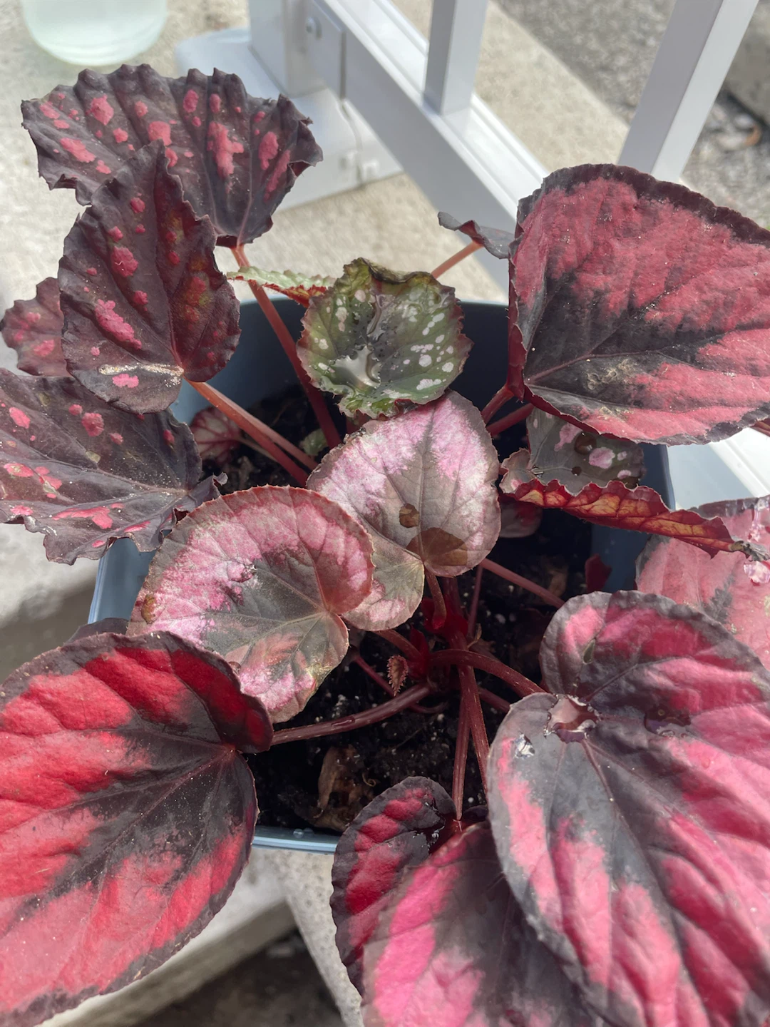 Mixed Begonia Planter – Two Beautiful Varieties - photo 2