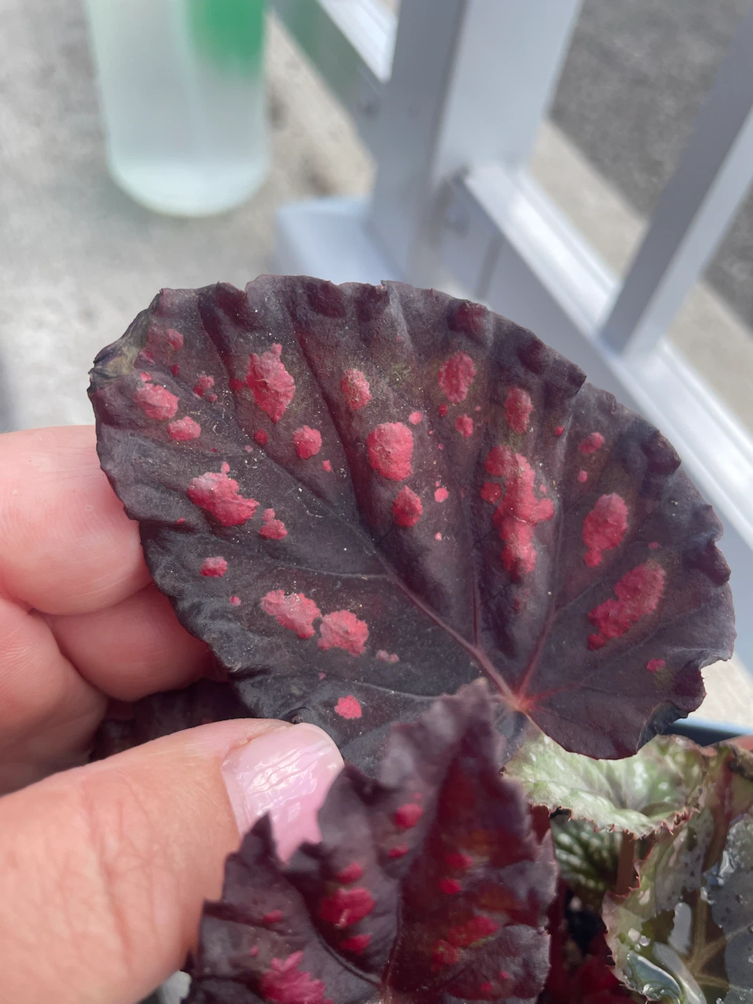 Mixed Begonia Planter – Two Beautiful Varieties - photo 3