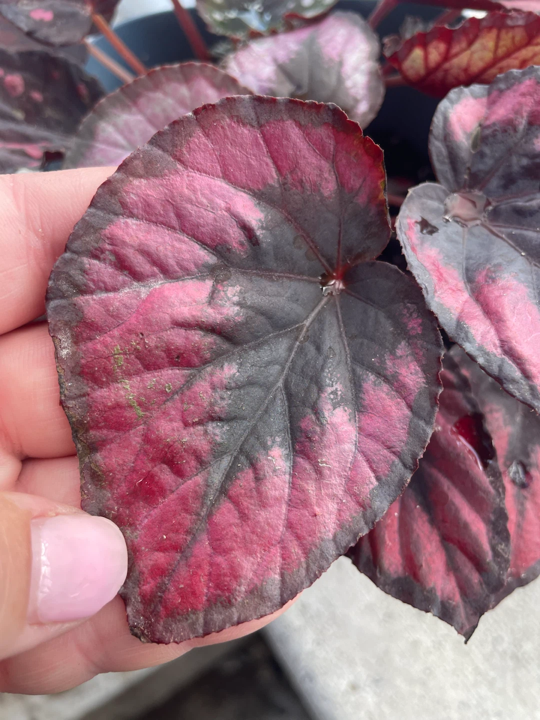 Mixed Begonia Planter – Two Beautiful Varieties - photo 4