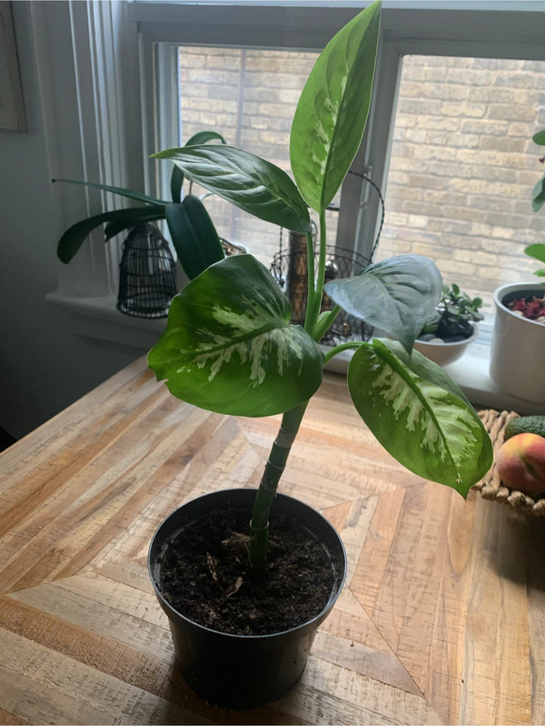 Dieffenbachia Plant
