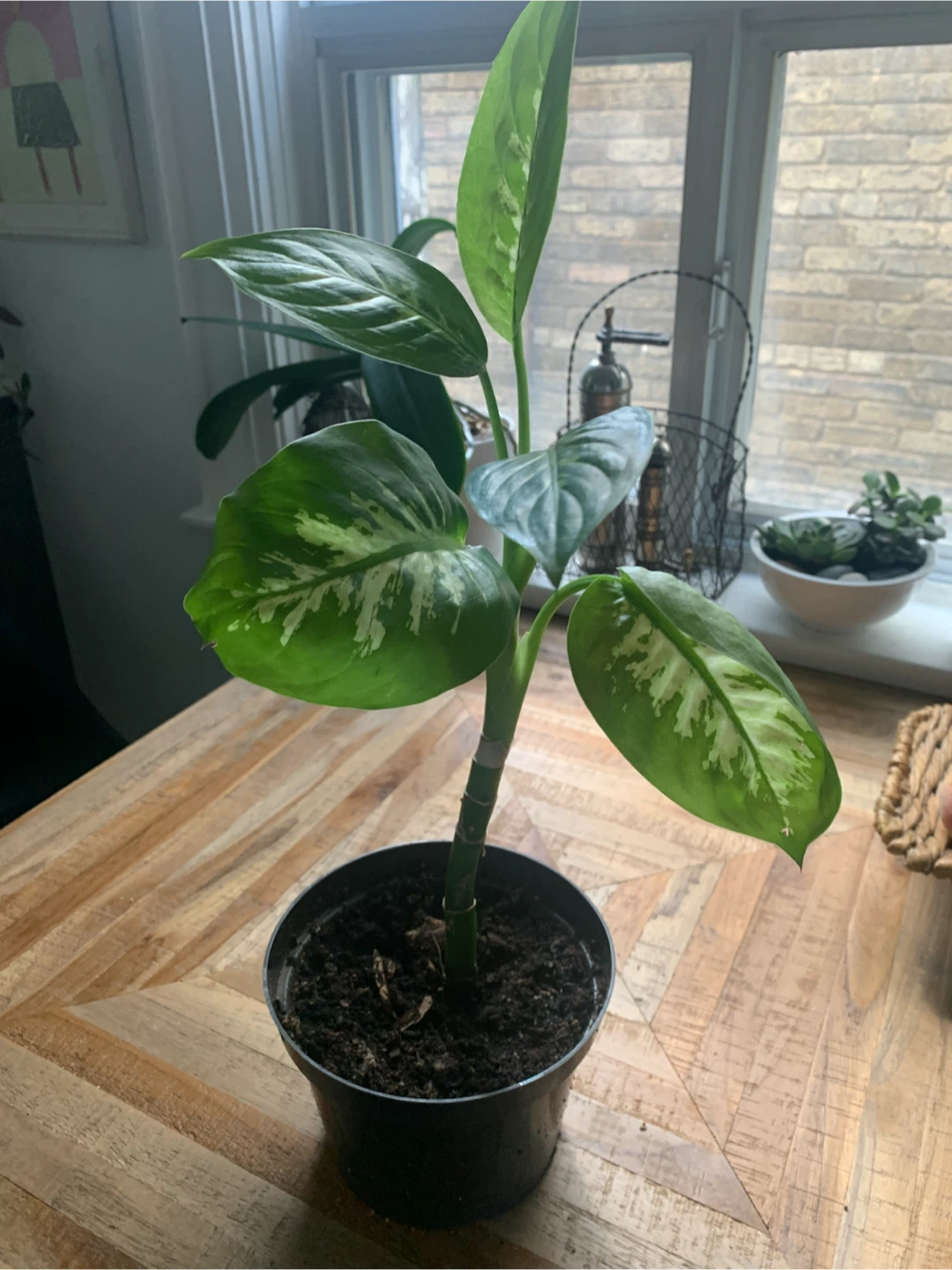 Dieffenbachia Plant - photo 2