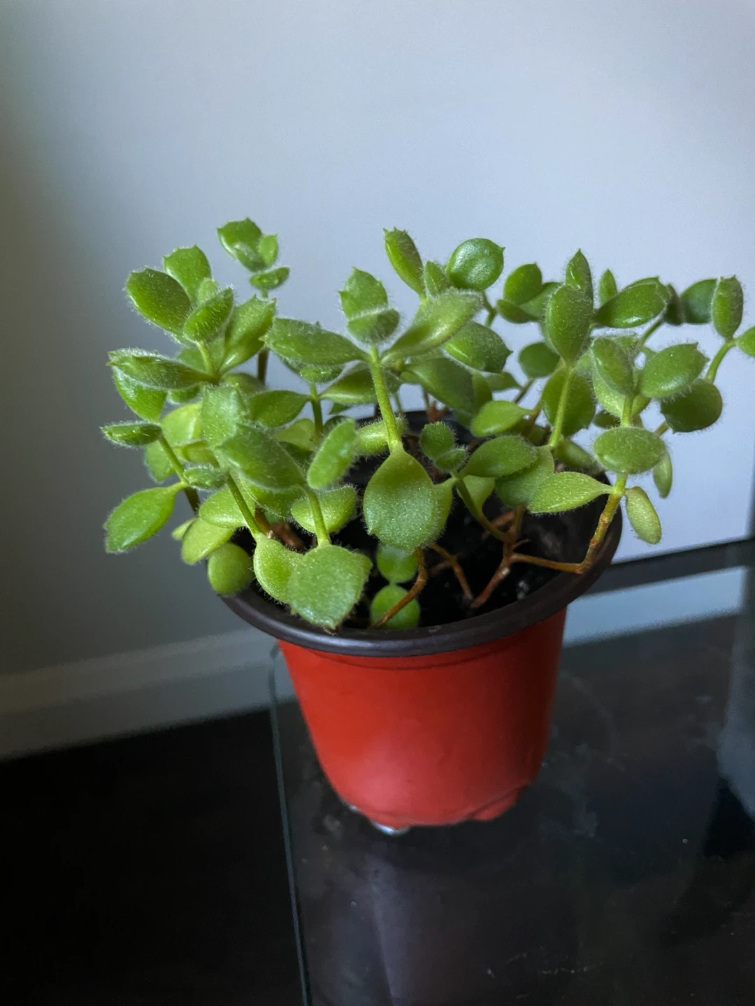 Bear paw succulent