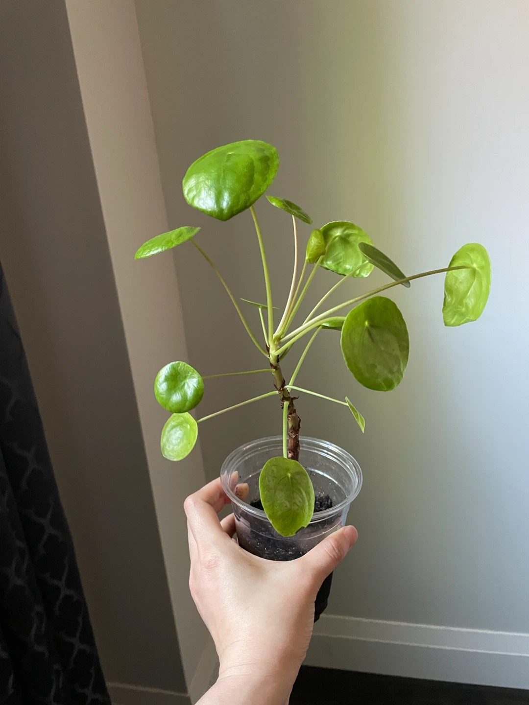 Pilea Peperomioides Plant
