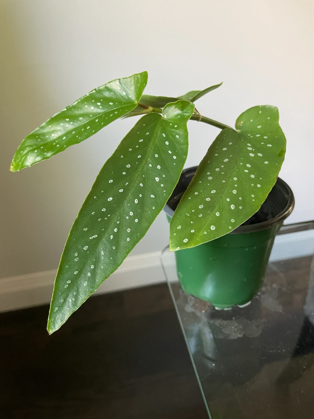 Begonia Tamaya Plant