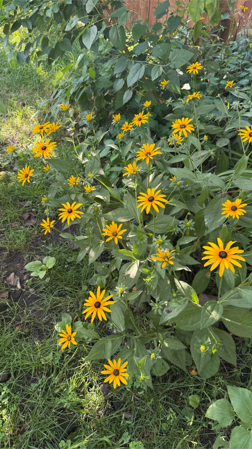 Black-Eyed Susans Flowers $5 Per Plant  check more pictures