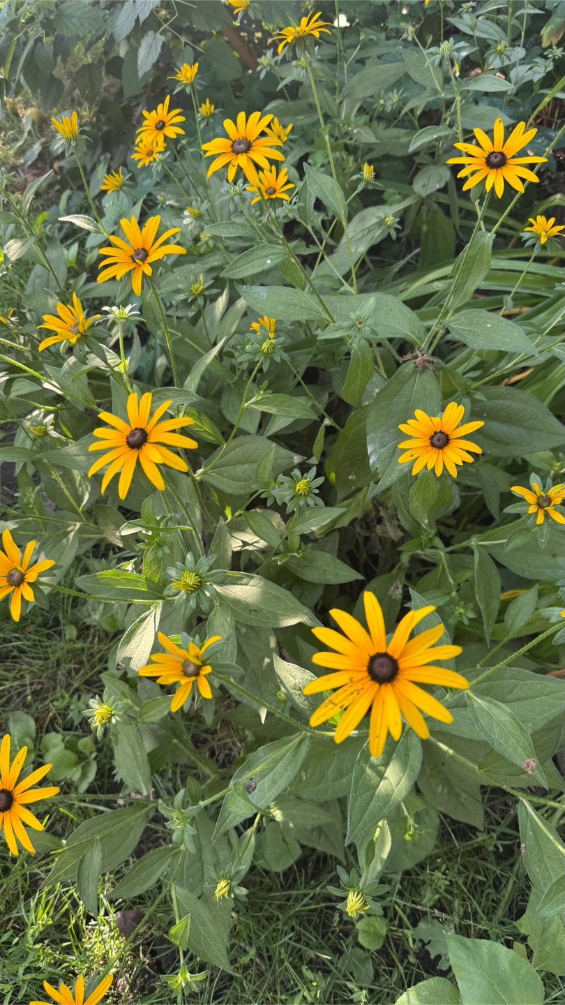 Black-Eyed Susans Flowers $5 Per Plant  check more pictures - photo 2
