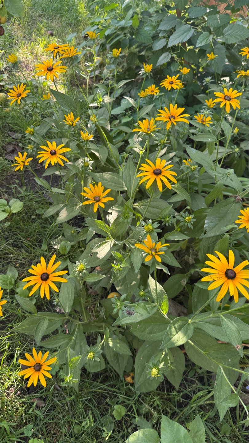 Black-Eyed Susans Flowers $5 Per Plant  check more pictures - photo 3