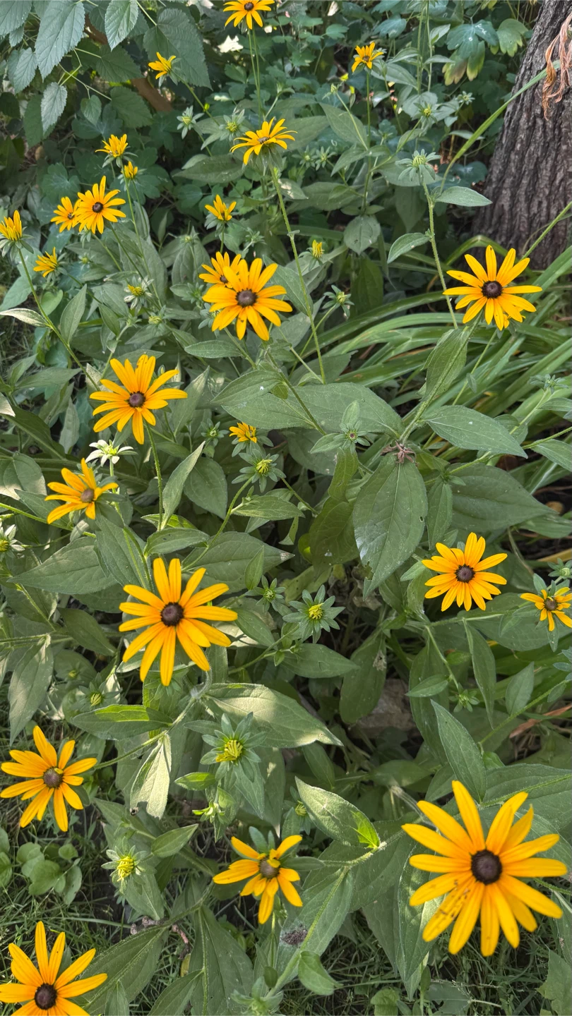 Black-Eyed Susans Flowers $5 Per Plant  check more pictures - photo 4