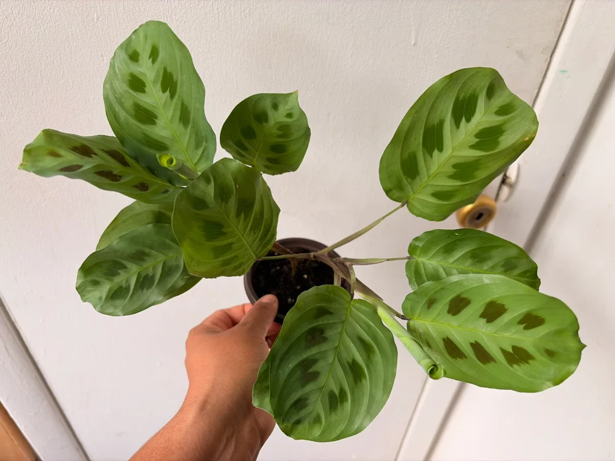 Maranta Leuconeura plant