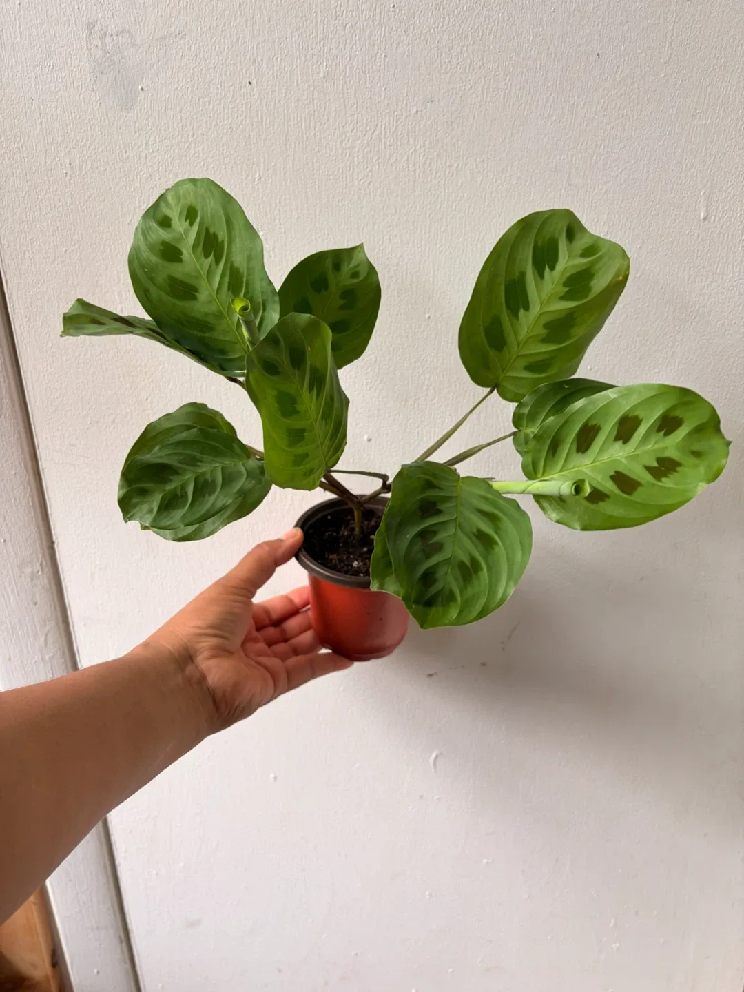 Maranta Leuconeura plant - photo 2