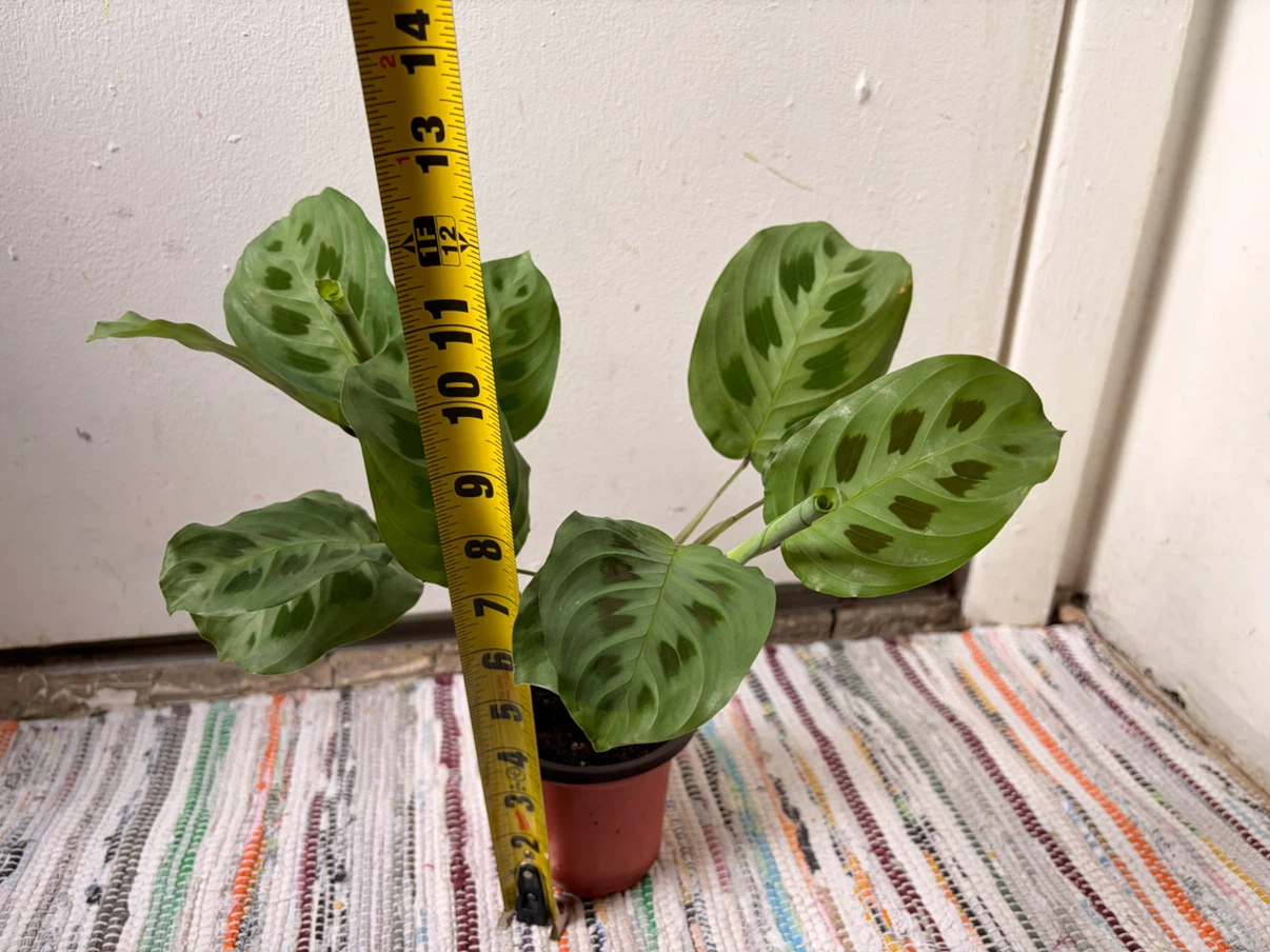 Maranta Leuconeura plant - photo 3