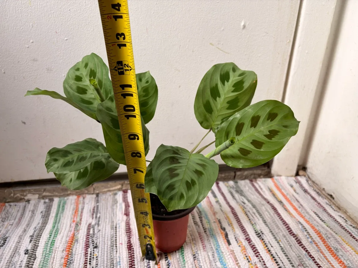 Maranta Leuconeura plant - photo 3