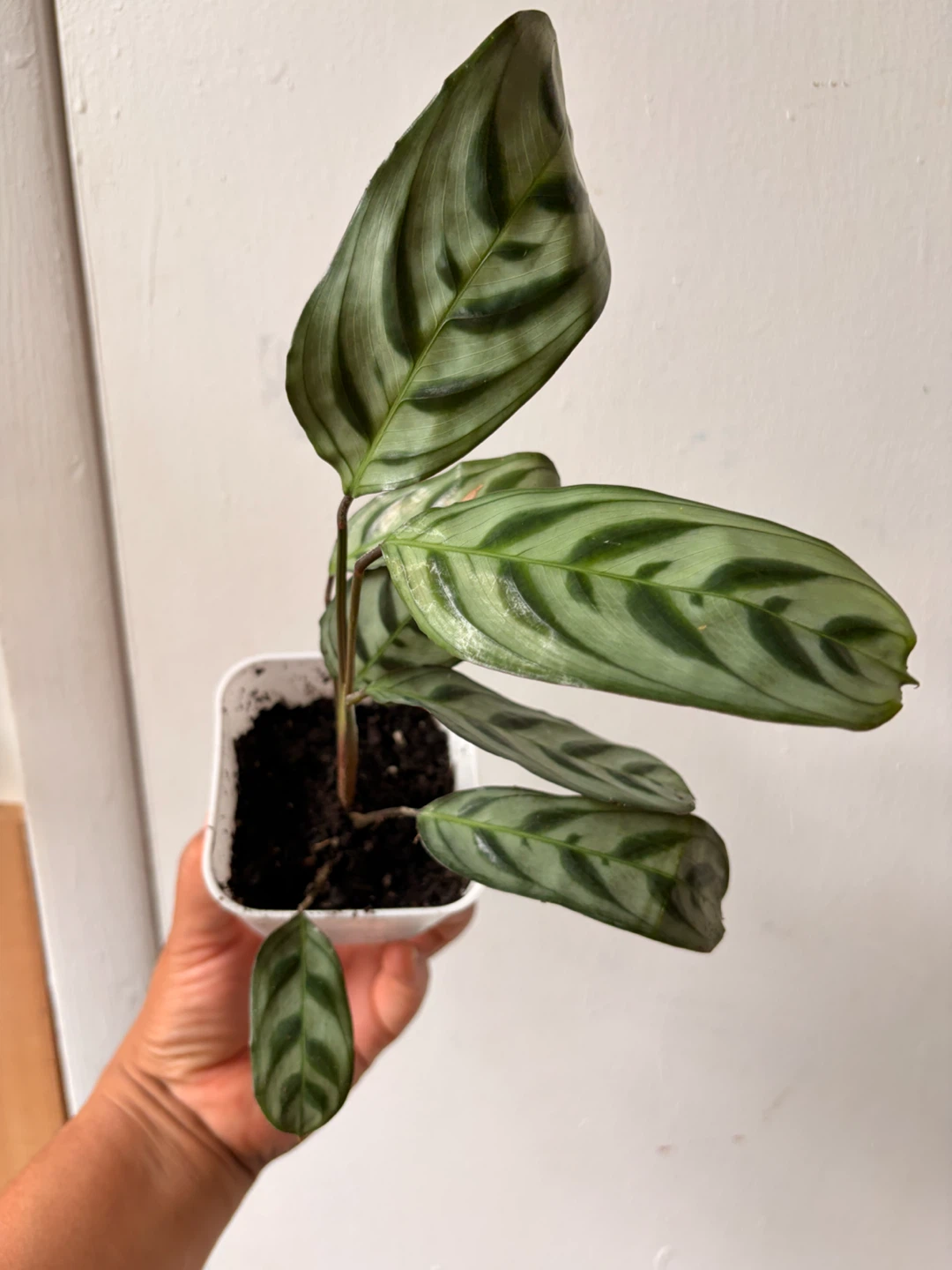 Calathea  Ctenanthe Setosa plant