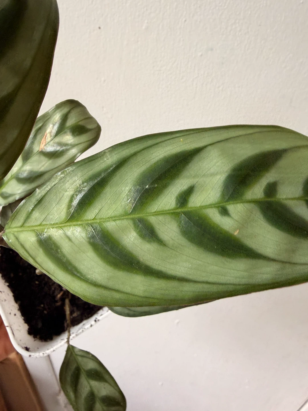 Calathea  Ctenanthe Setosa plant - photo 2