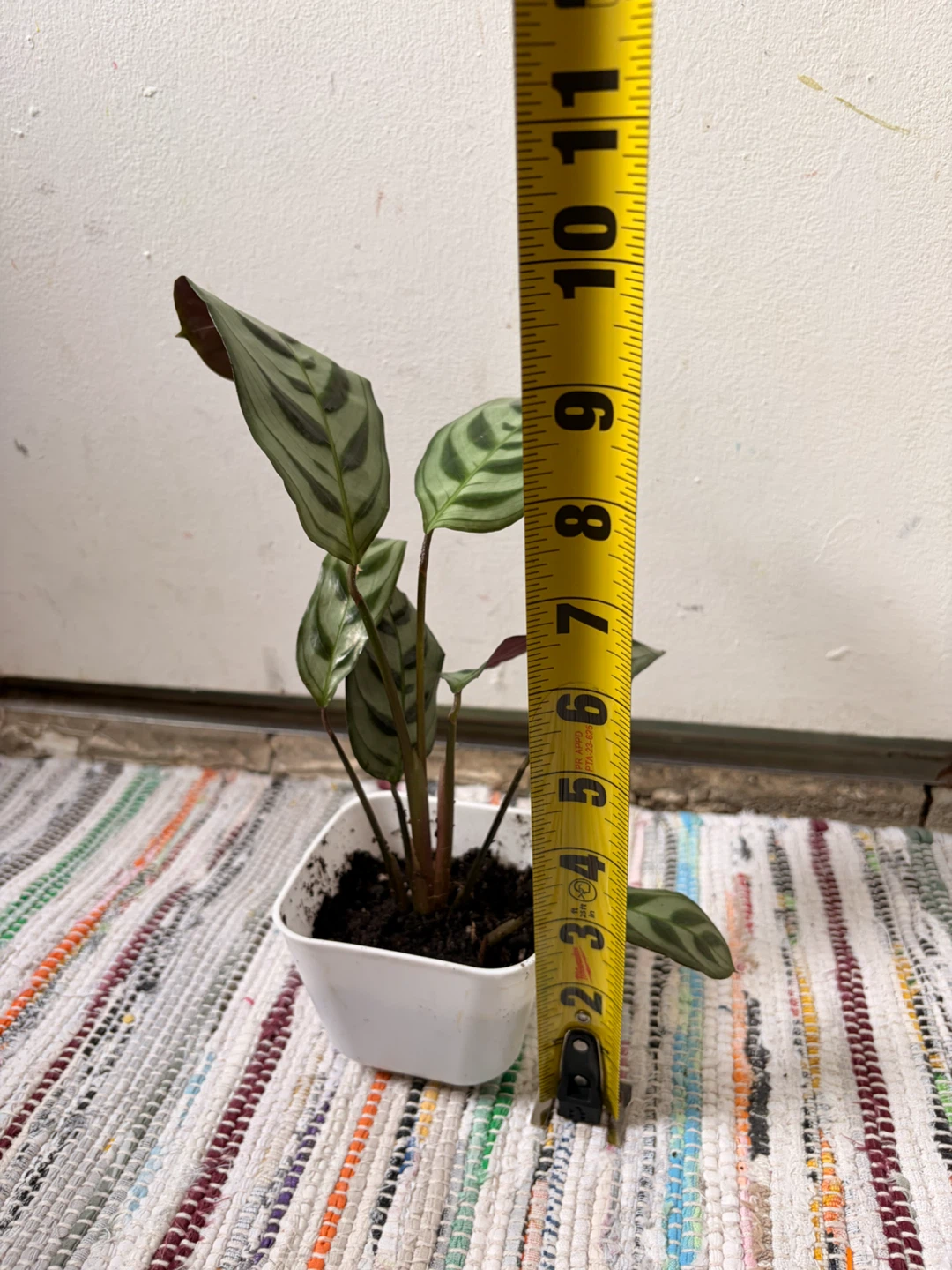 Calathea  Ctenanthe Setosa plant - photo 3