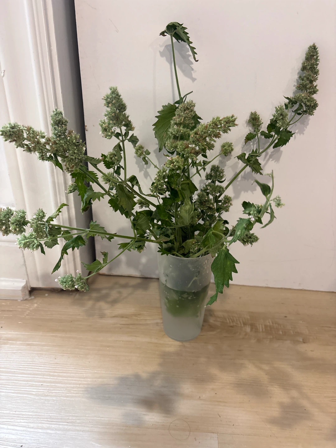 Fresh Catnip Stems