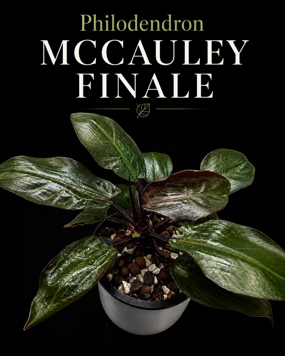Philodendron McCauley Finale Plant