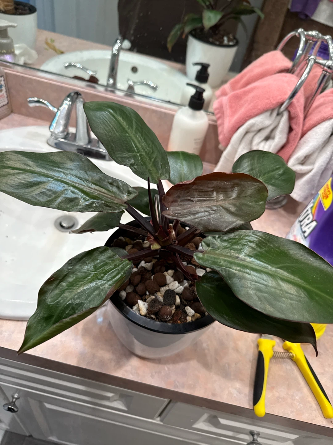 Philodendron McCauley Finale Plant - photo 2
