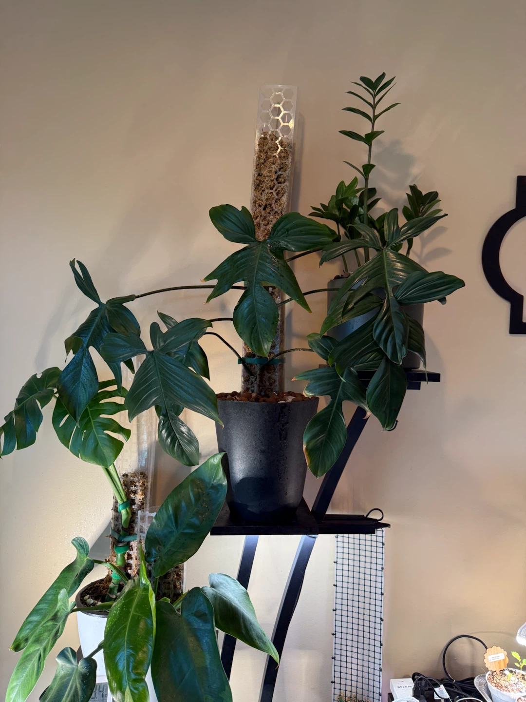 Large Philodendron Florida green