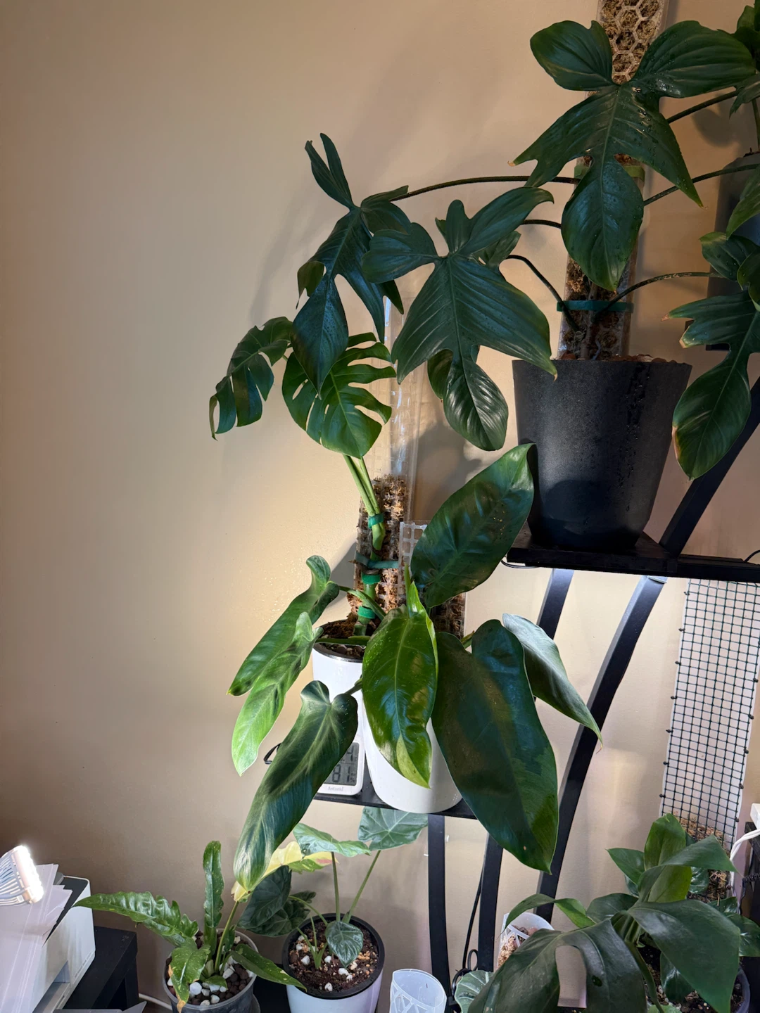 Large Philodendron Florida green - photo 2