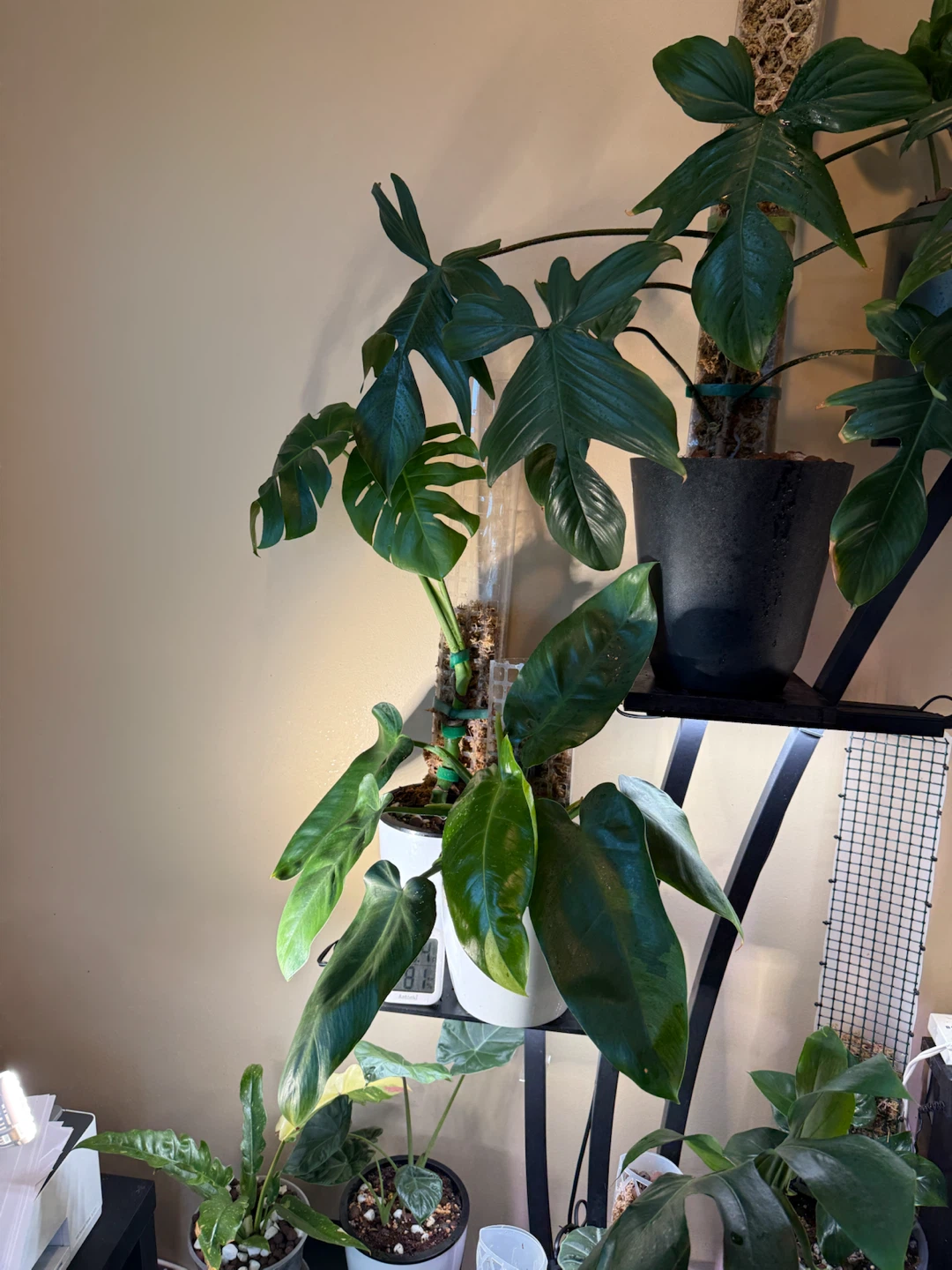 Large Philodendron Florida green - photo 3